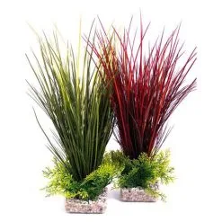 Sydeco Acorus Maxi 41 Cm