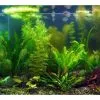 Aqua-Daho Aquarienpflanzen Set Für 100-120 Liter Becken -Fischfutter Verkaufs-Shop 20039 3