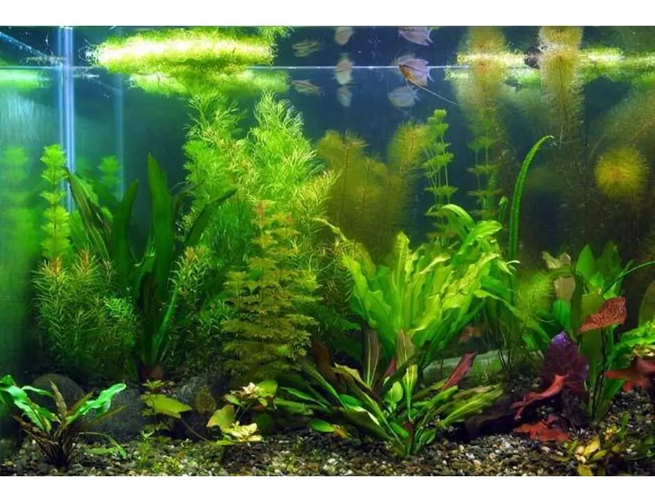 Aqua-Daho Aquarienpflanzen Set Für 100-120 Liter Becken 3 Aqua-Daho Aquarienpflanzen Set Für 100-120 Liter Becken