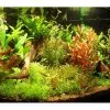 Aqua-Daho Aquarienpflanzen Set Für 50 - 60 Liter Becken -Fischfutter Verkaufs-Shop 20411 3