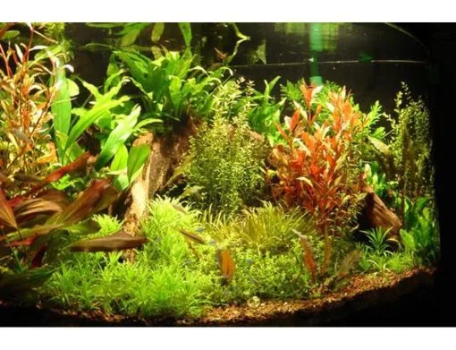 Aqua-Daho Aquarienpflanzen Set Für 50 - 60 Liter Becken 3 Aqua-Daho Aquarienpflanzen Set Für 50 - 60 Liter Becken -Fischfutter Verkaufs-Shop 20411 3