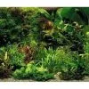 Aqua-Daho Aquarienpflanzen Set Für 380 - 450 Liter Becken -Fischfutter Verkaufs-Shop 25118 3