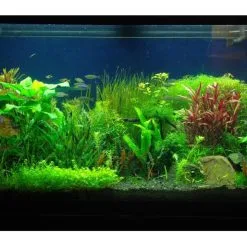 Aqua-Daho Aquarienpflanzen Set Für 500 - 600 Liter Becken