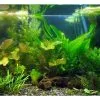 Aqua-Daho Aquarienpflanzen Set Für 240 - 300 Liter Becken -Fischfutter Verkaufs-Shop 30687 3