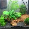 Aqua-Daho Aquarienpflanzen Set Für Nano Aquarium -Fischfutter Verkaufs-Shop 3429 3