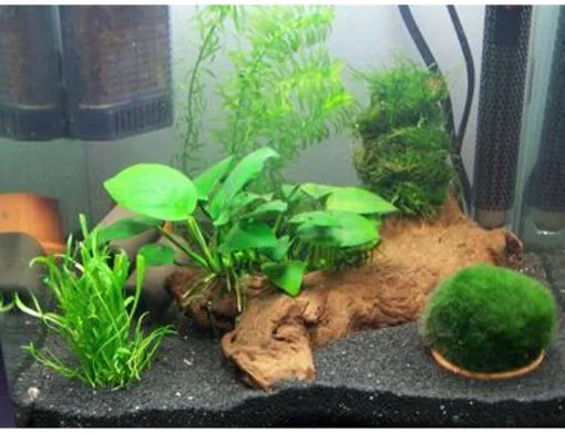 Aqua-Daho Aquarienpflanzen Set Für Nano Aquarium 6 Aqua-Daho Aquarienpflanzen Set Für Nano Aquarium -Fischfutter Verkaufs-Shop 3429 3